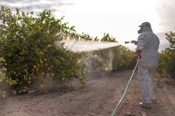 Best Insect Control  in Fate, TX